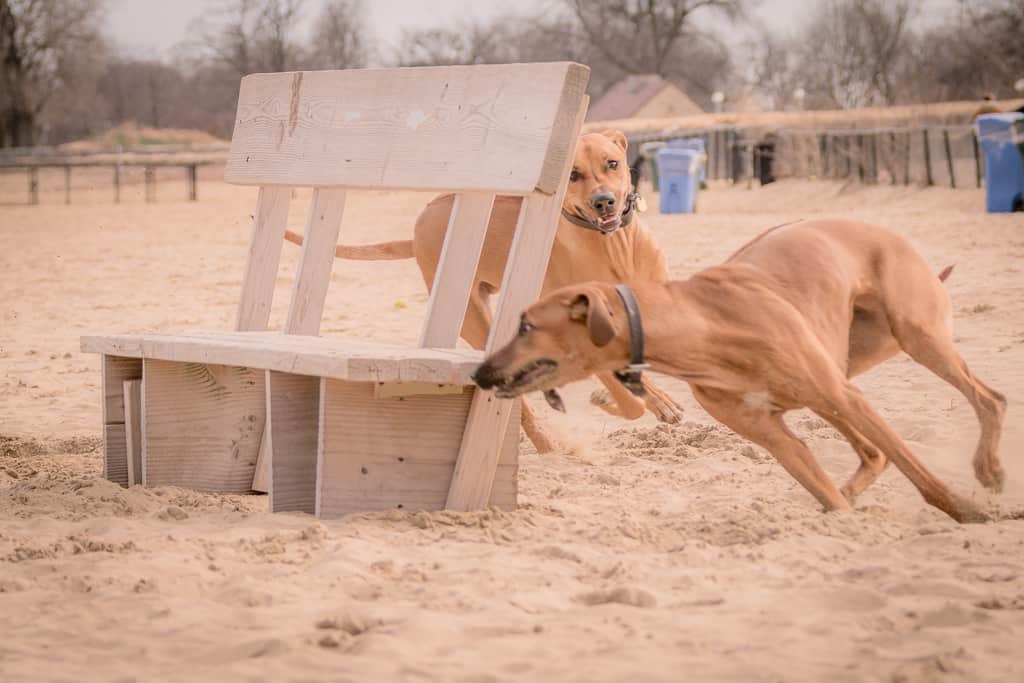 Rhodesian Ridgeback, blog, montrose dog beach, chicago, adventure