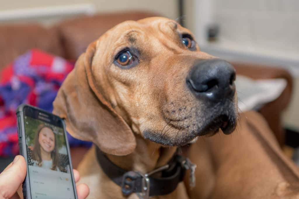 Rhodesian Ridgeback, blog, puppy, cute, chicago