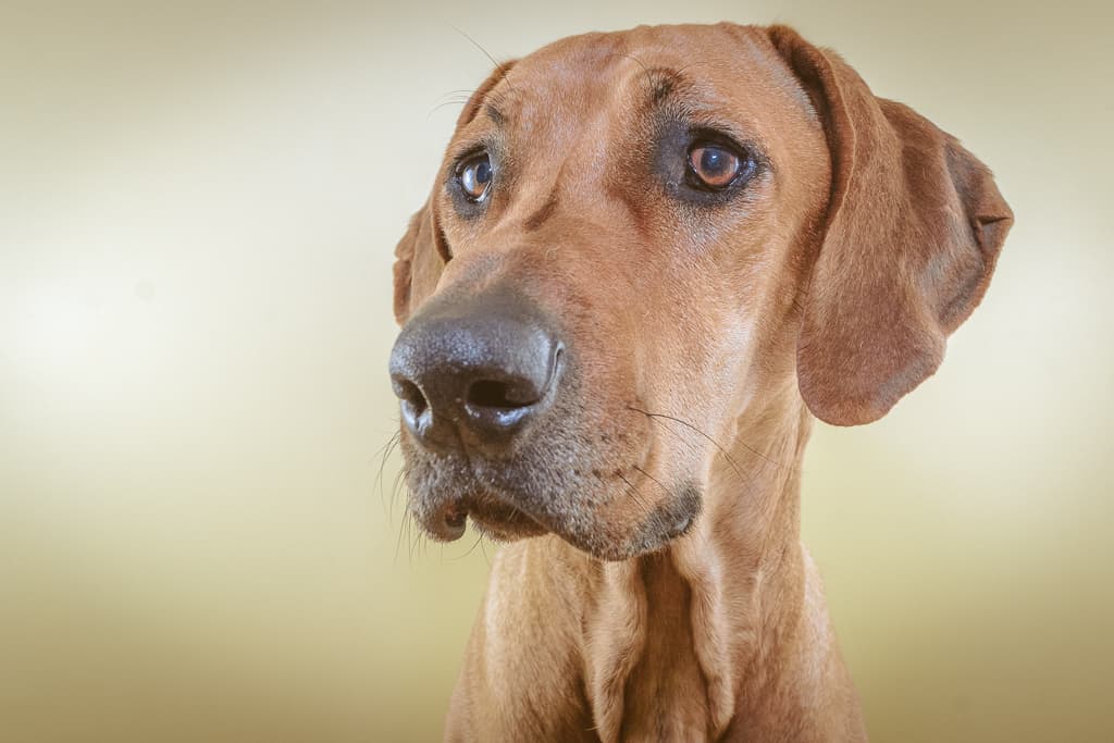 Rhodesian Ridgeback, blog, cute, chicago, puppy, adventure