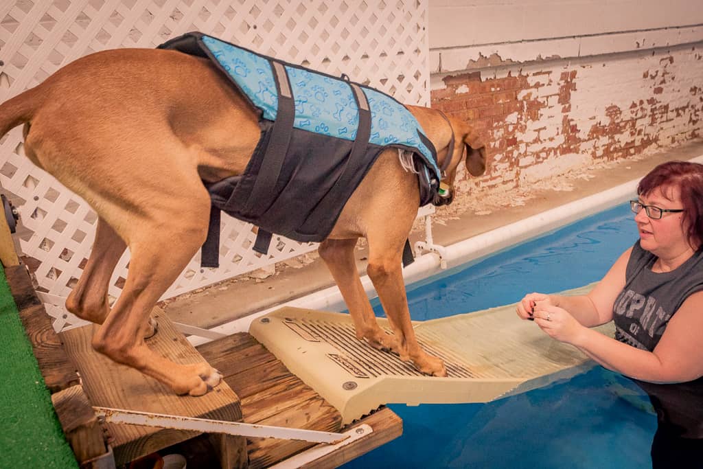 Rhodesian Ridgeback, blog, chicago, adventure