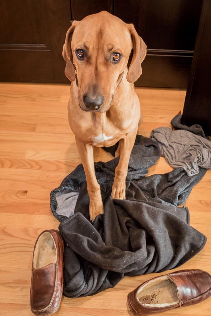 Rhodesian Ridgeback, blog, chicago, cute, puppy