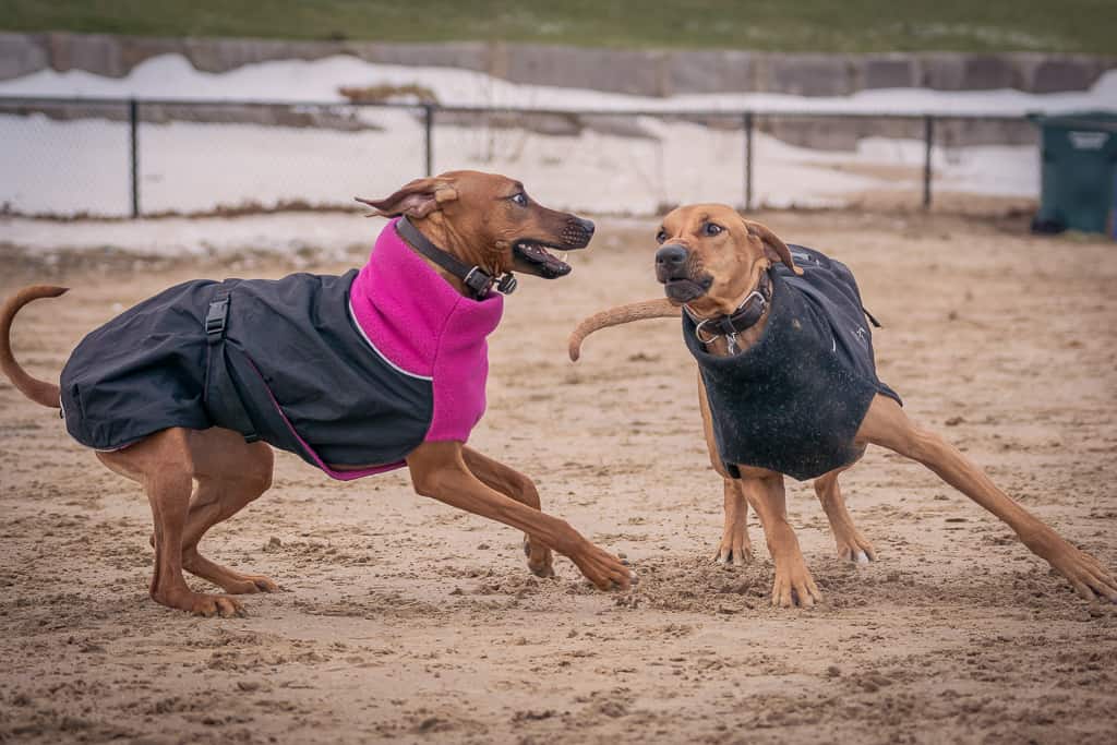 Rhodesian Ridgeback, puppy, chicago, blog, cute, montrose dog beach