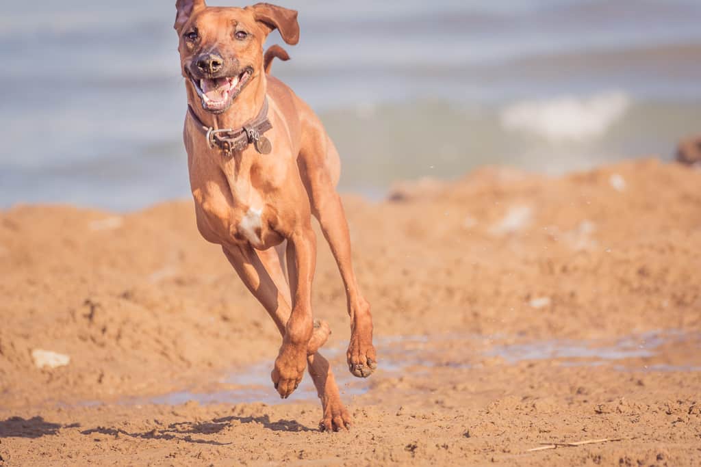 Rhodesian Ridgeback, Chicago, puppy, montrose dog beach, blog