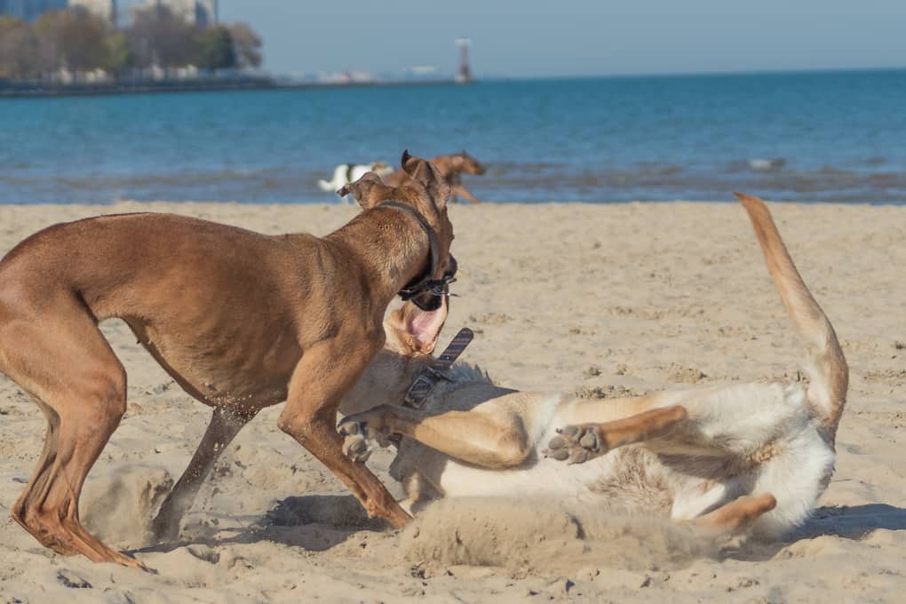 Montrose Dog Beach, Chicago, Rhodesian Ridgeback, Yellow Lab