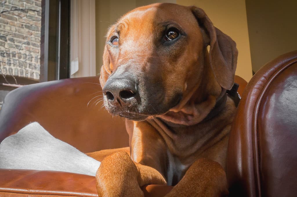 Rhodesian Ridgeback, blog, cute, funny