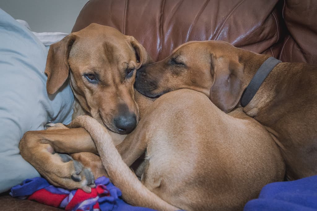 Rhodesian Ridgeback, blog, chicago, adventure, marking our territory