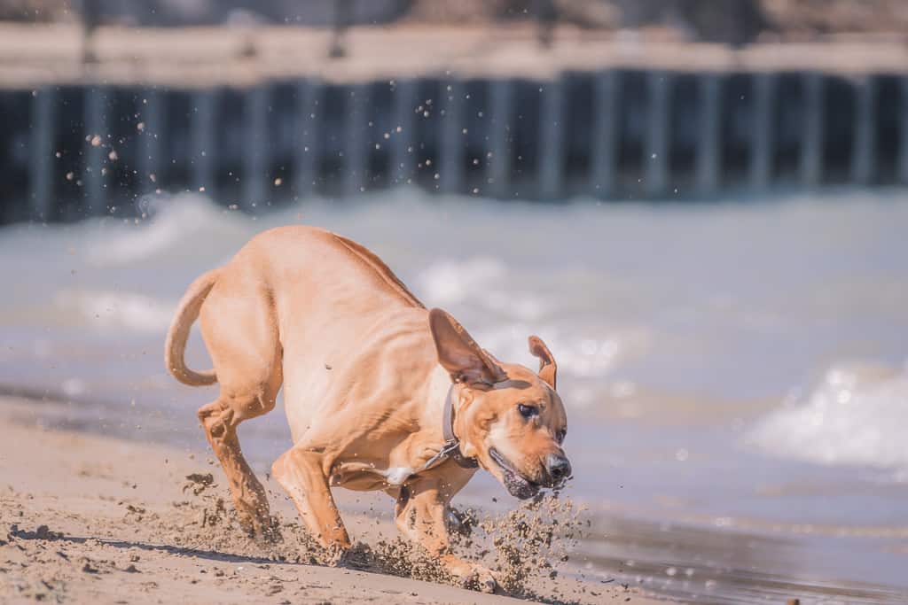 Rhodesian Ridgeback, montrose dog beach, blog, chicago, adventure