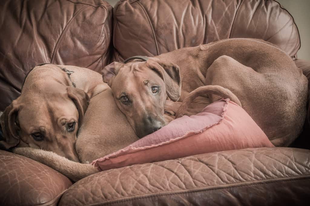 Rhodesian Ridgeback. losing a dog