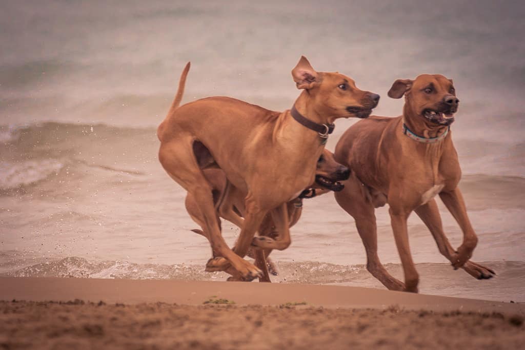 Rhodesian Ridgeback, chicago, blog, montrose dog beach, adventure, puppy