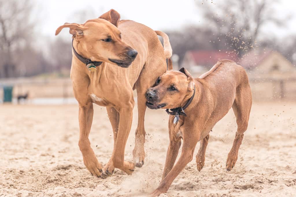 Rhodesian RIdgeback, blog, chicago, adventure