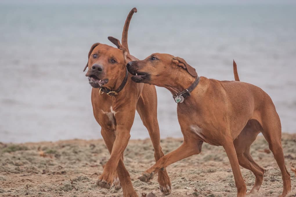 Rhodesian Ridgeback, Marking Our Territory, Chicago, Montrose Dog Beach, Adventure, Instagram