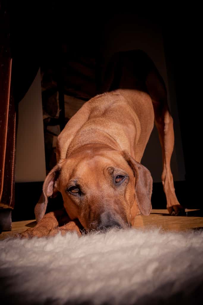 Rhodesian Ridgeback, blog, marking our territory, chicago, adventure