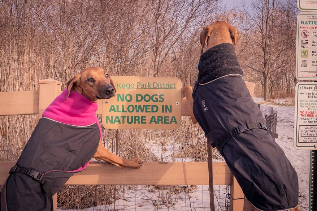 Rhodesian Ridgeback, blog, chicago, adventure