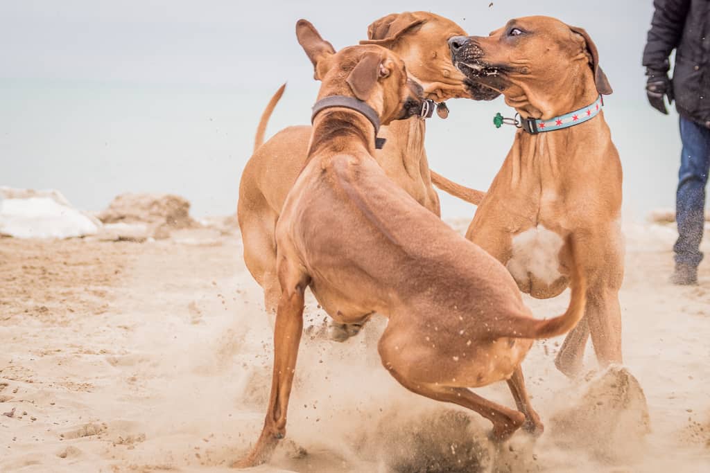 Rhodesian Ridgeback, montrose dog beach, chicago, blog, adventure,