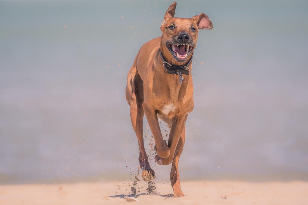 Rhodesian Ridgeback, puppy, blog, chicago, adventure