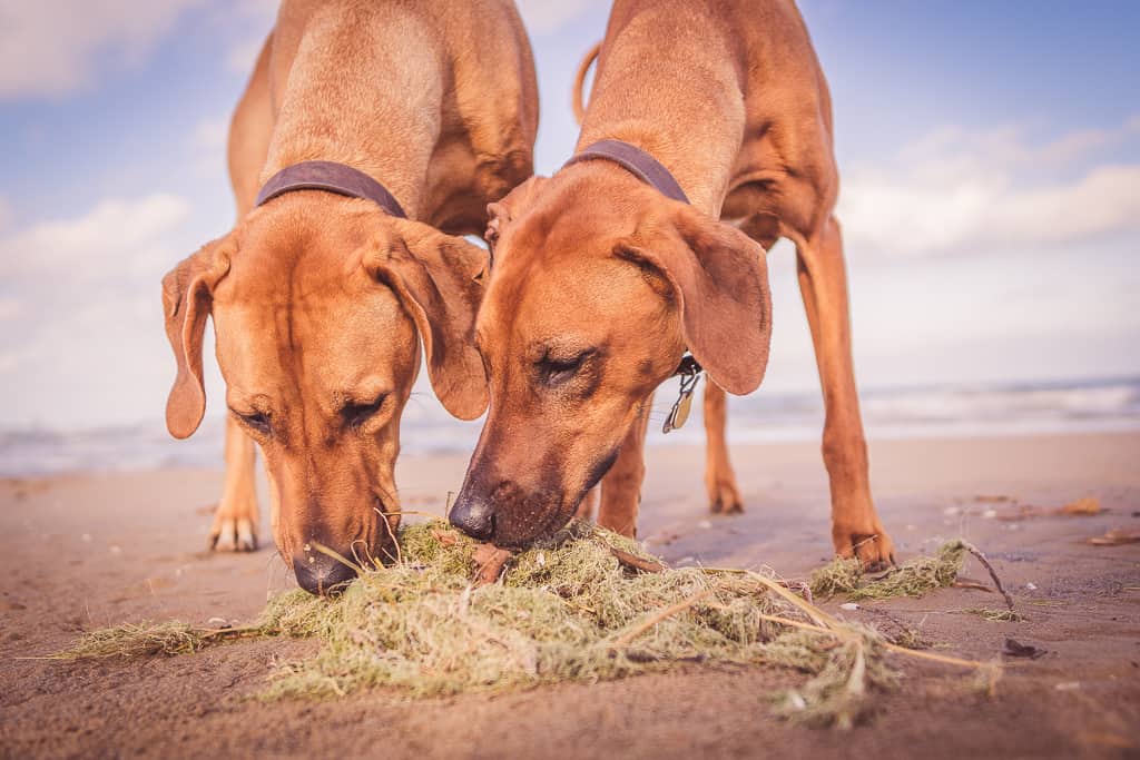 Rhodesian Ridgeback, blog, chicago, puppy, adventure