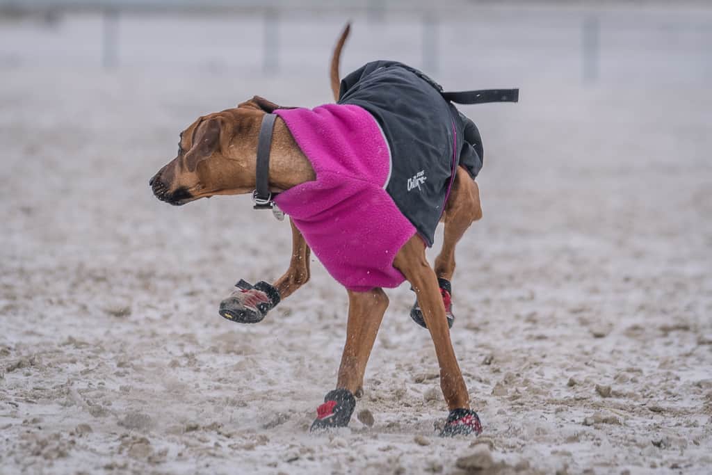 Rhodesian Ridgeback, blog, dog boots, cute, chicago, adventure