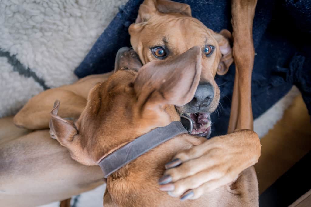 Rhodesian Ridgeback, blog, chicago, adventure, puppy 