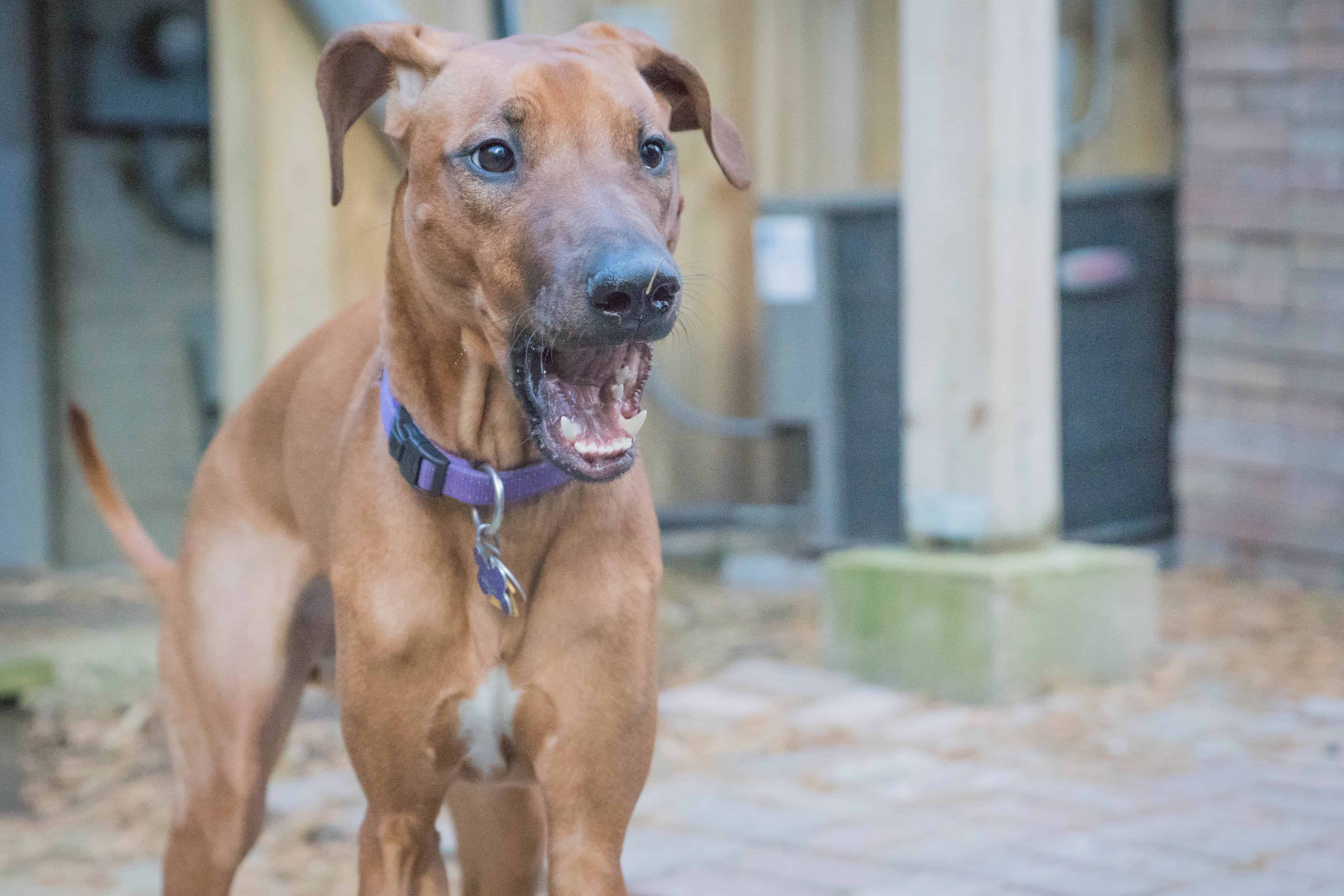 Rhodesian Ridgeback, chicago, puppy, adventure, dogs, marking our territory, 