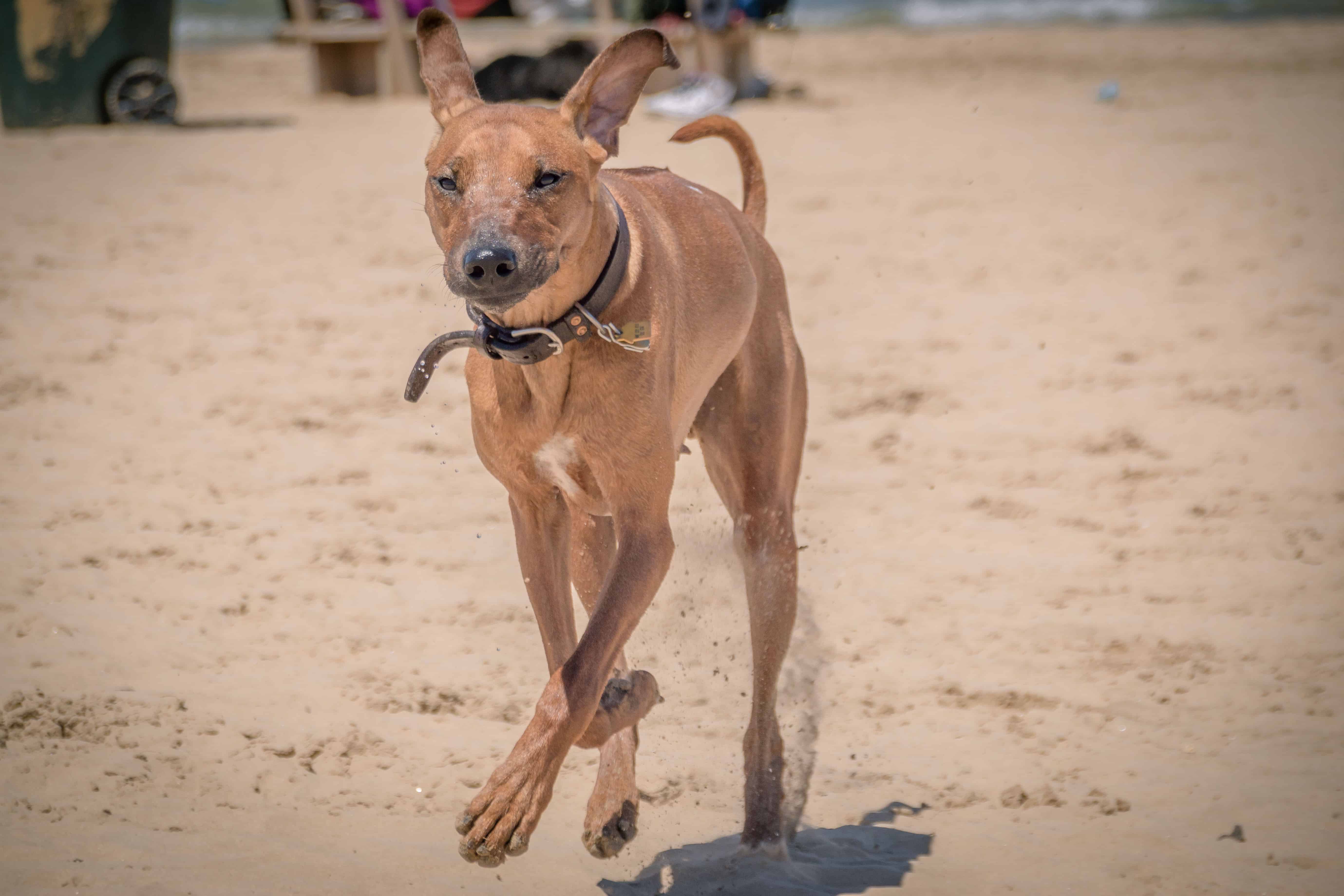 Rhodesian Ridgeback, puppy, montrose dog beach, chicago, adventure