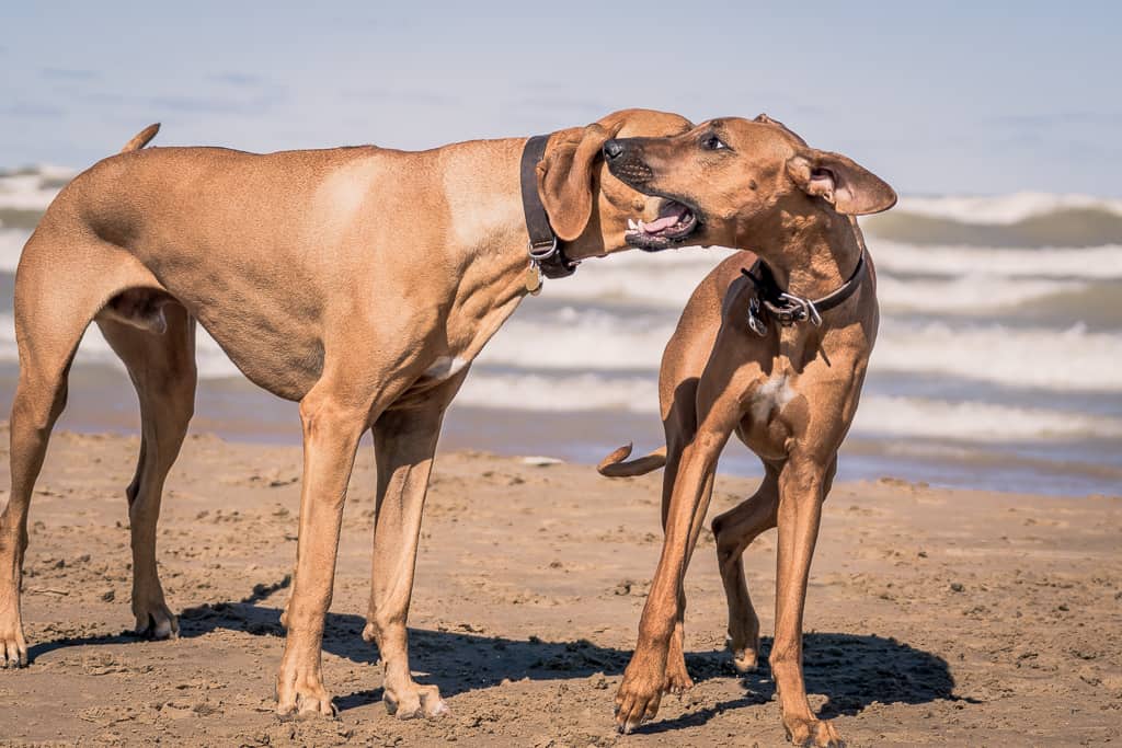 Rhodesian Ridgeback, blog, chicago, montrose beach, 