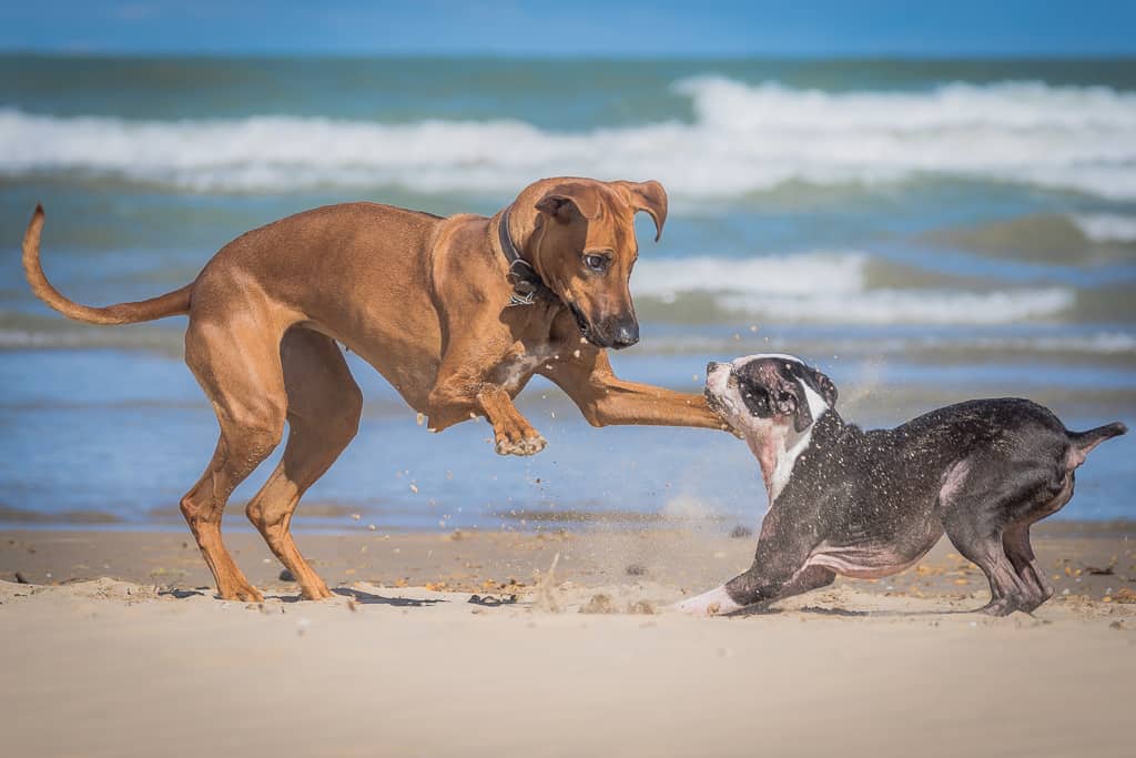 montrose dog beach, chicago, rhodesian ridgeback, puppy, dog friendly