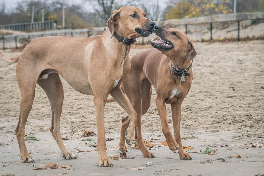 Rhodesian Ridgeback, chicago, montrose dog beach, blog, adventure