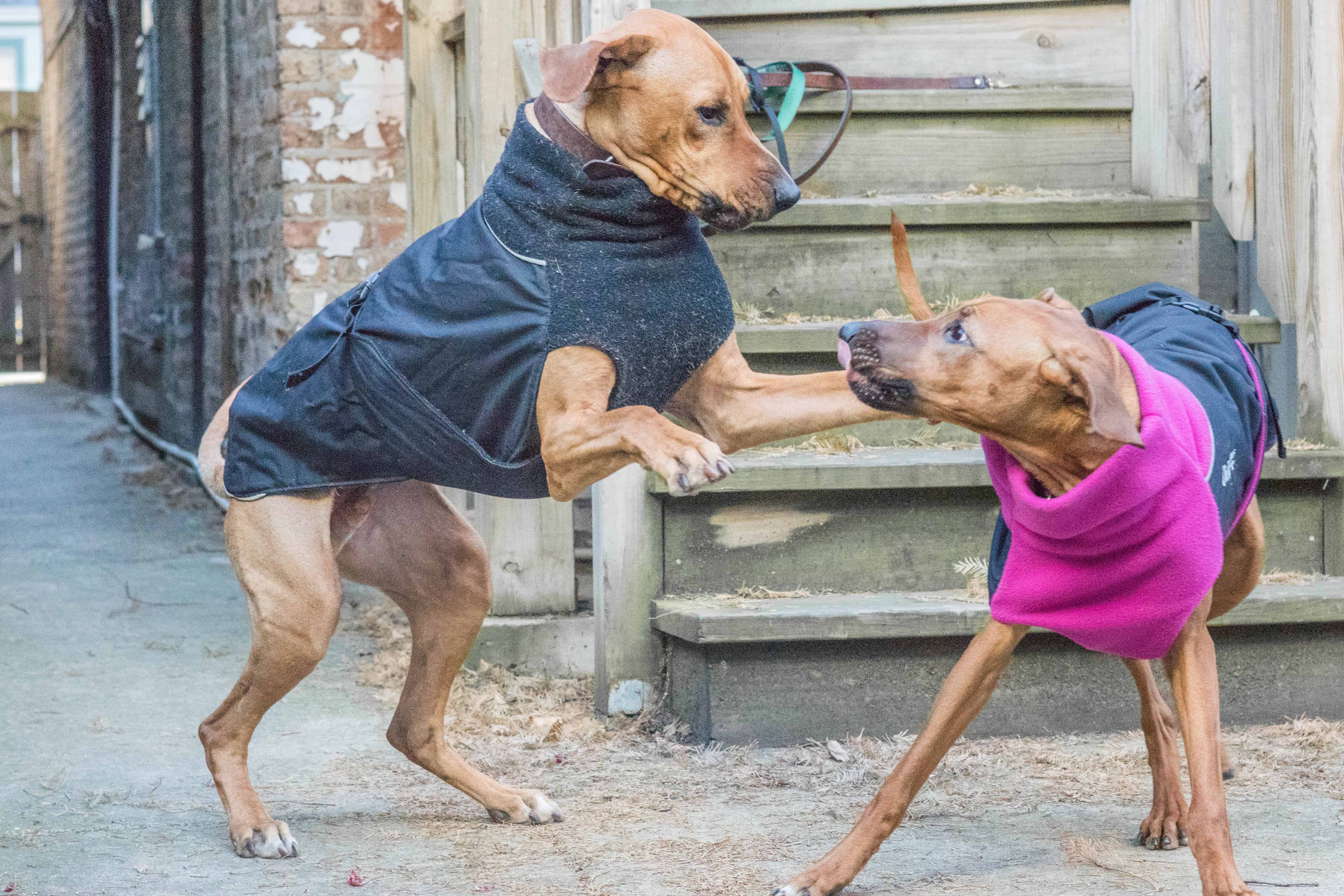 Rhodesian Ridgeback, chicago, puppy, adventure, dogs, marking our territory, 