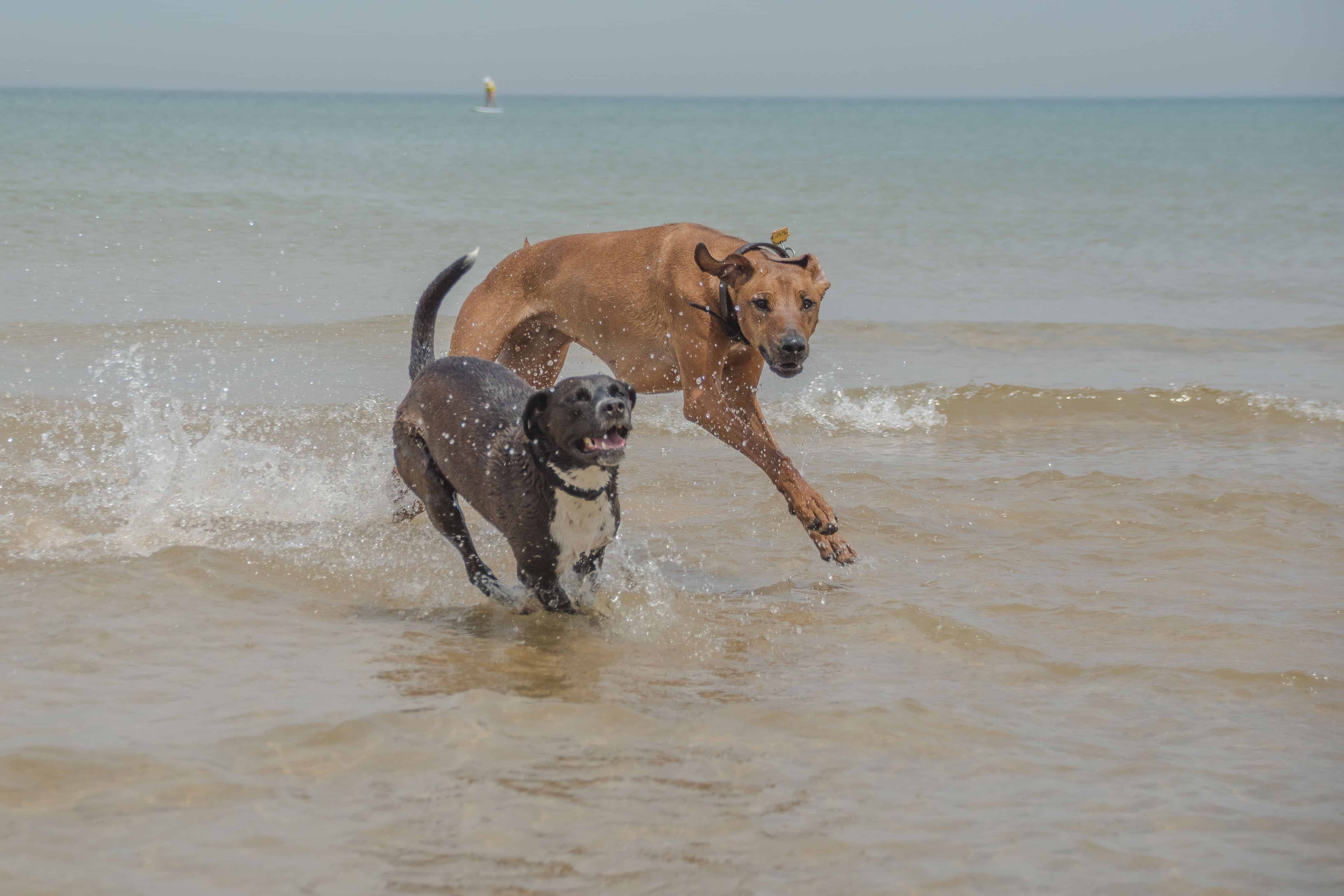 Rhodesian Ridgeback, puppy, montrose dog beach, chicago, adventure