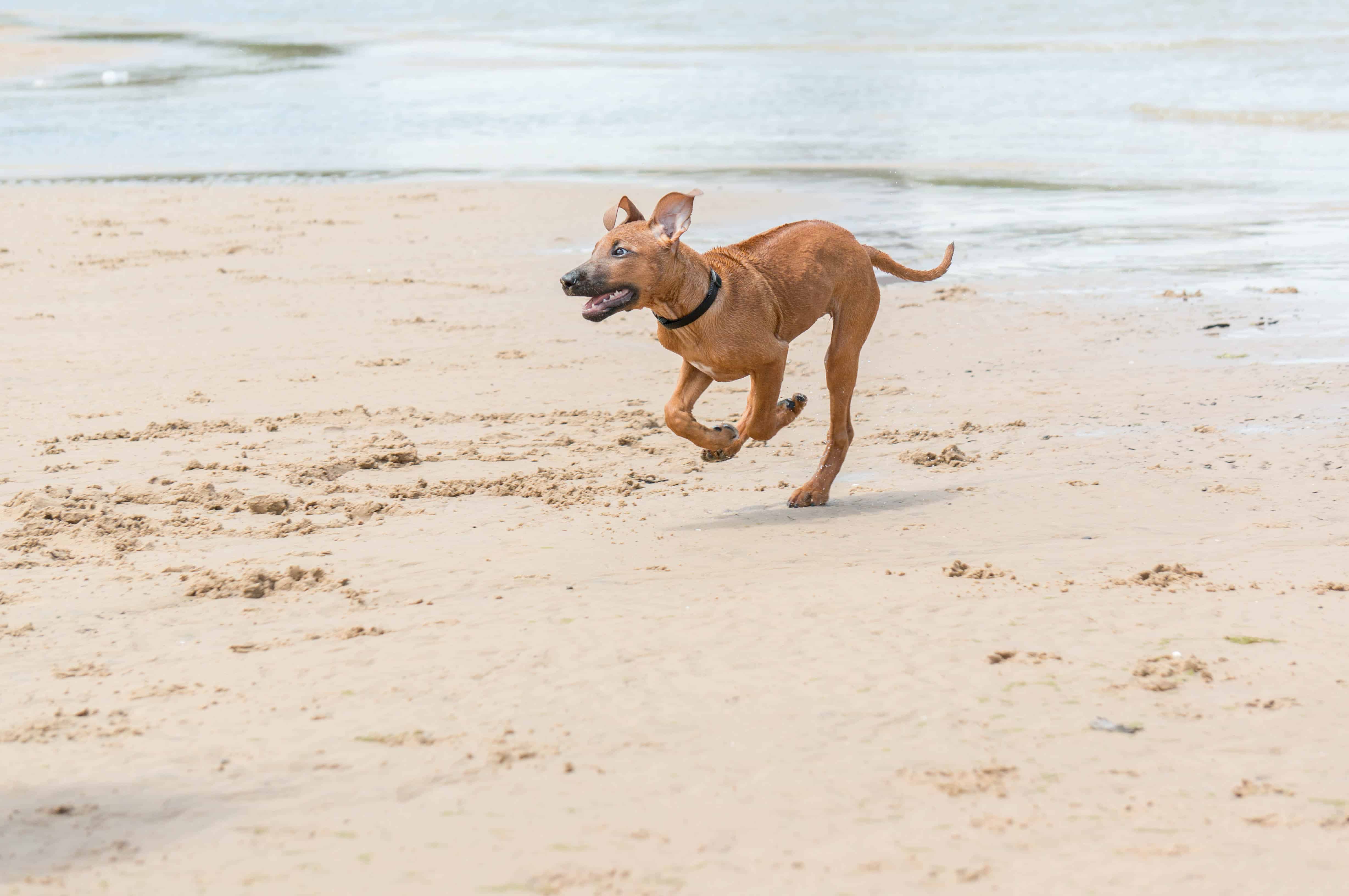 Rhodesian Ridgeback, puppy, dog beach, marking our territory, blog, adventure, chicago