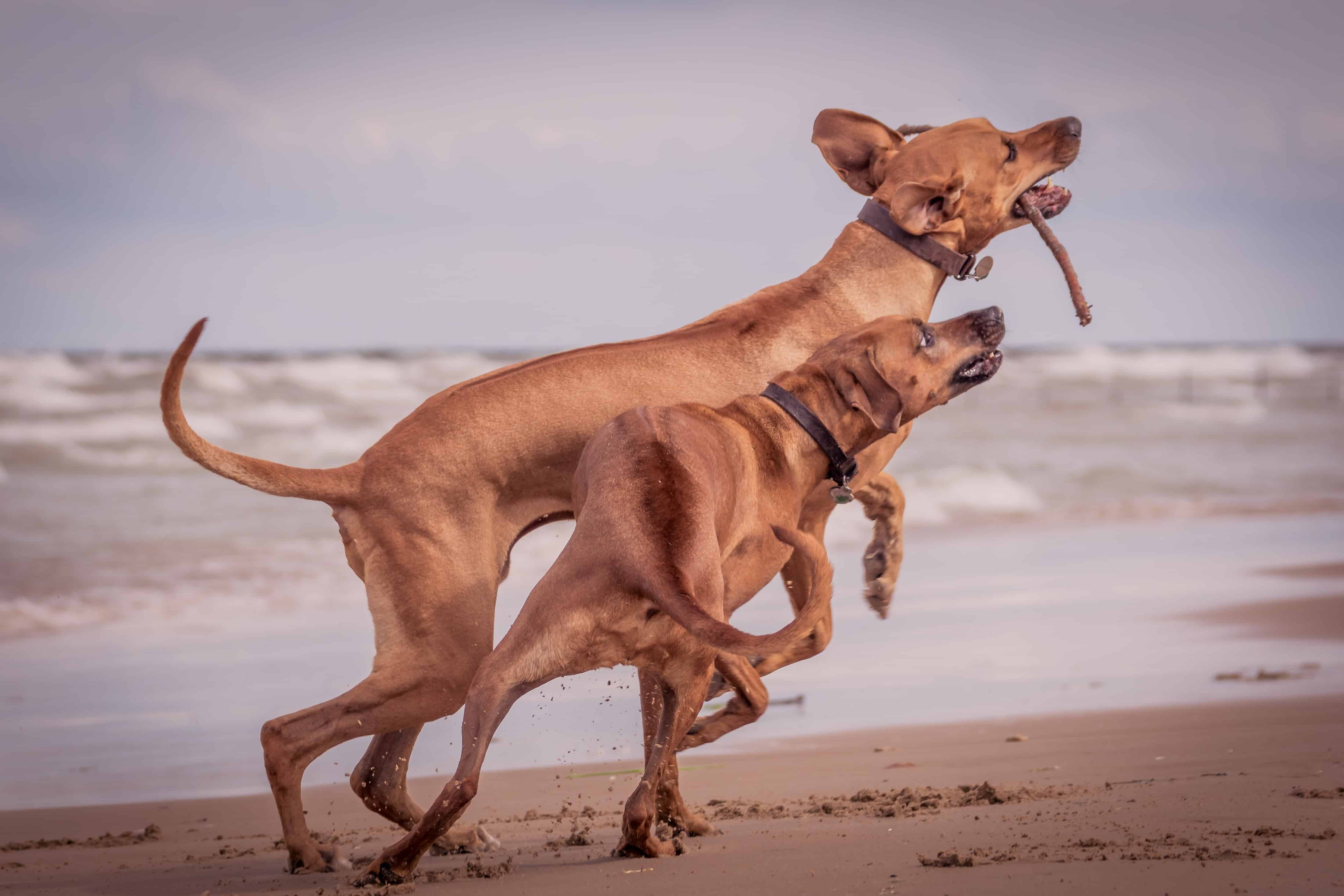 Rhodesian Ridgeback, Montrose Dog Beach, Chicago