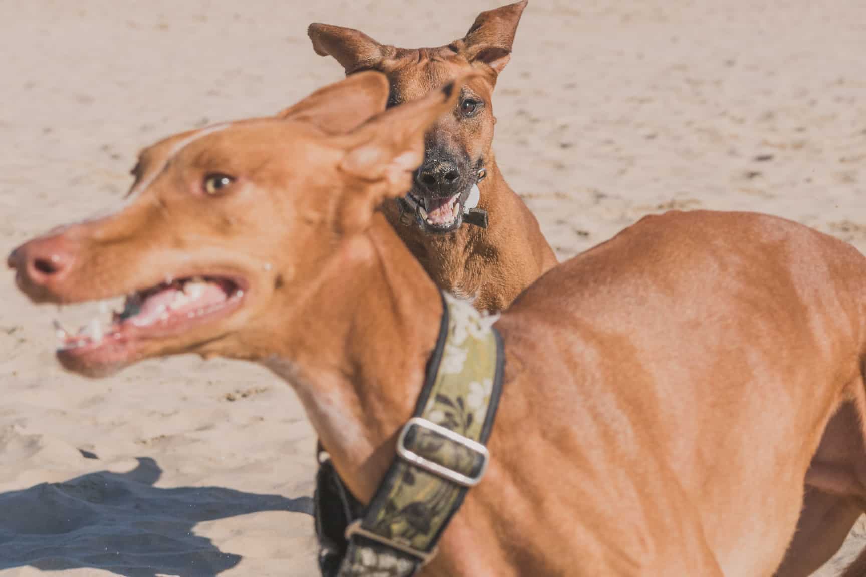 Rhodesian Ridgeback, Chicago, Montrose Dog Beach, Adventure, Marking Our Territory