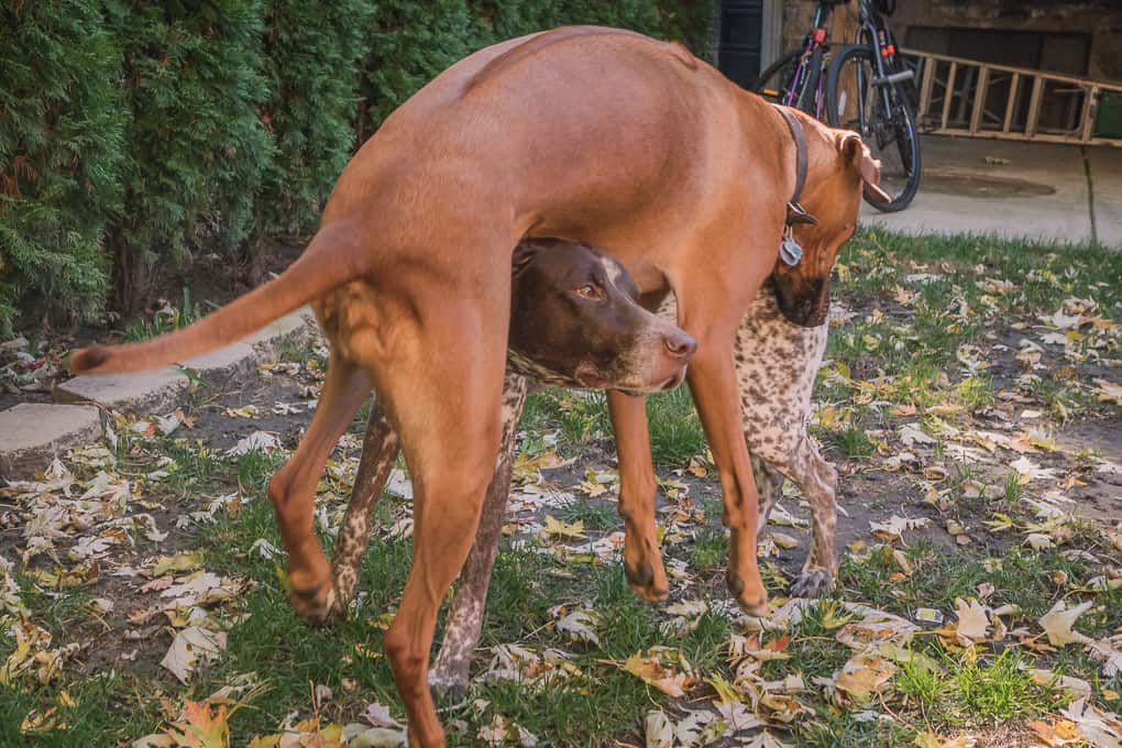 Rhodesian Ridgeback, German Shorthaired Pointer, Chicago, Marking Our Territory