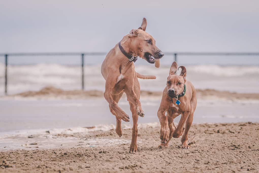 Rhodesian Ridgeback, Chicago, Puppy, Montrose Dog Beach, Marking Our Territory