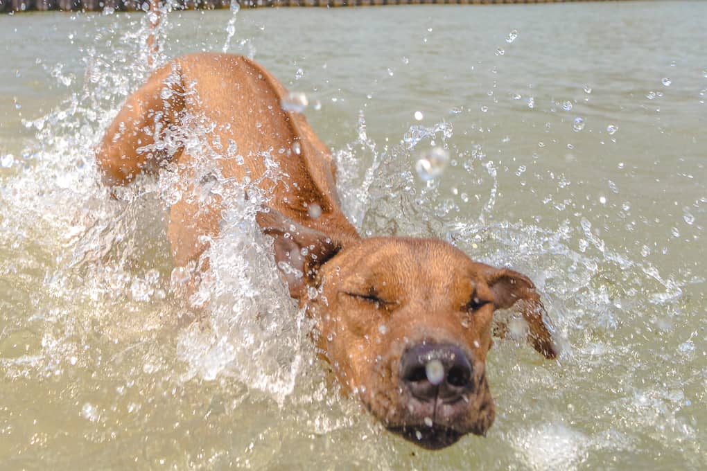 Rhodesian Ridgeback, montrose dog beach, chicago, marking our territory, puppy