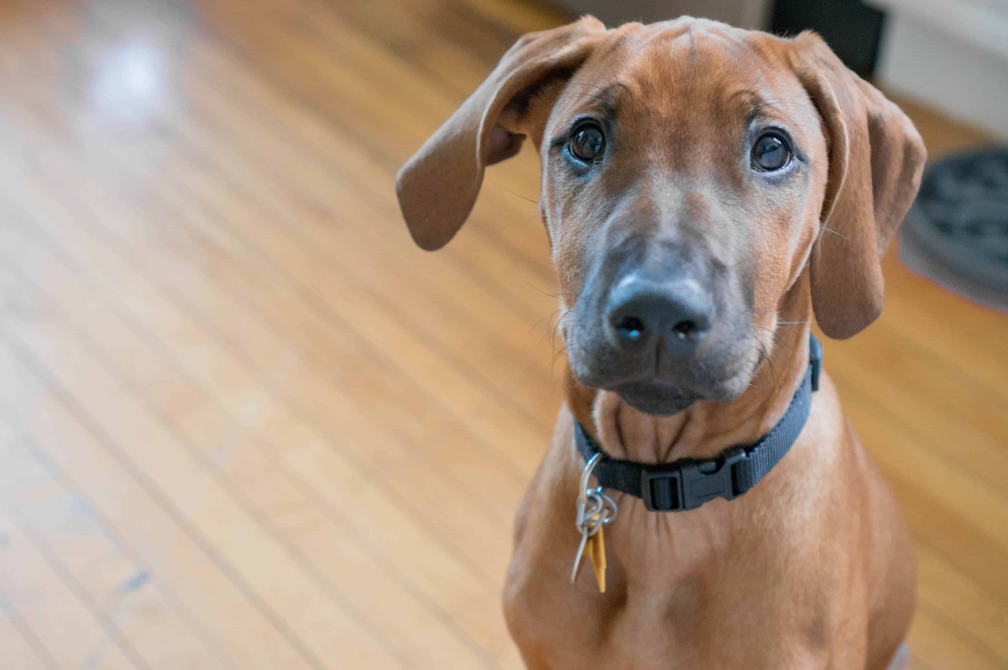 Rhodesian Ridgeback,  adventure, chicago, dogs, dog blog