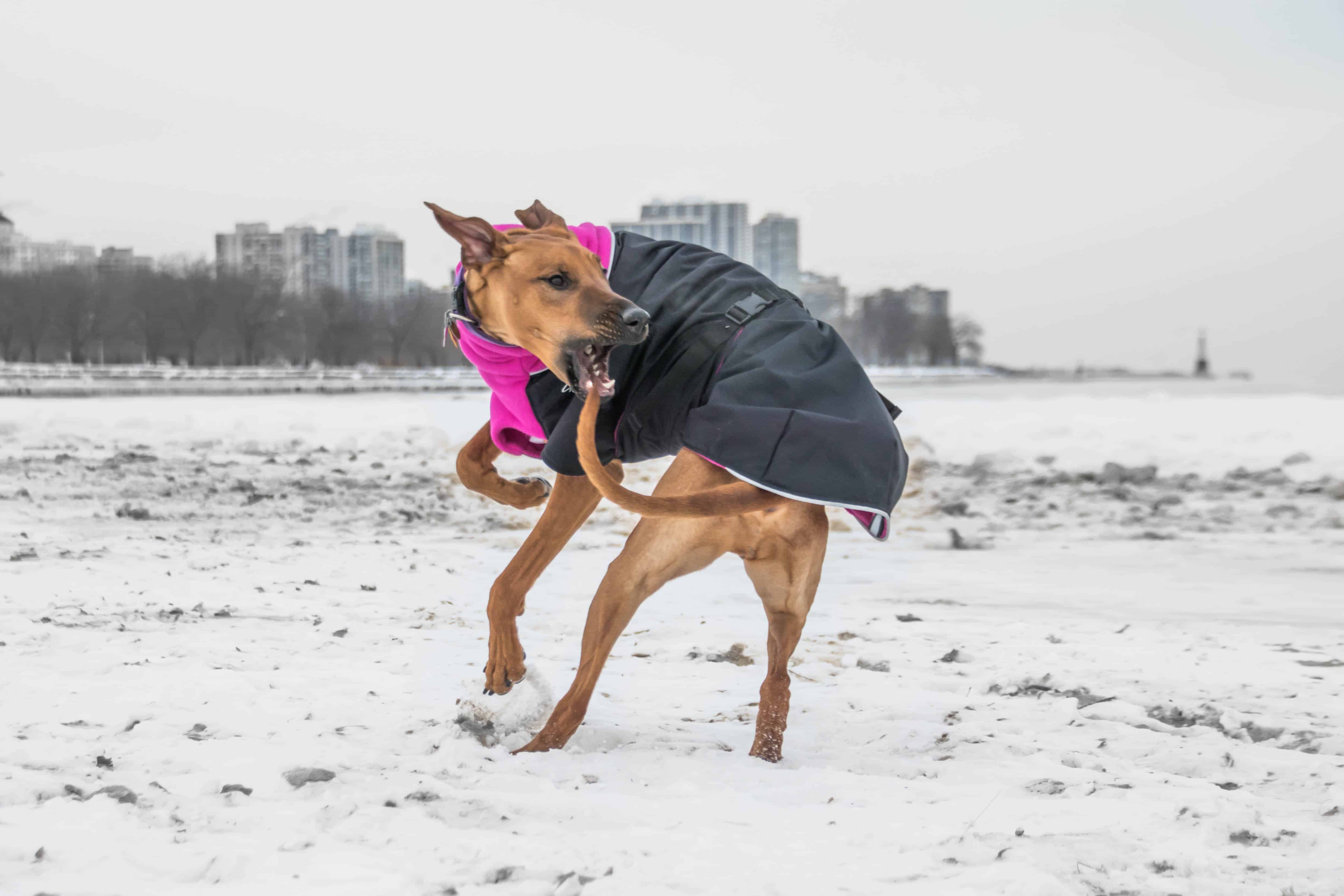 Rhodesian Ridgeback, chicago, puppy, adventure, dogs, marking our territory,  dog beach, montrose beach