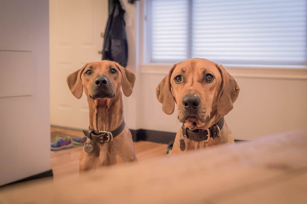 Rhodesian Ridgeback, blog, chicago, cute, puppy