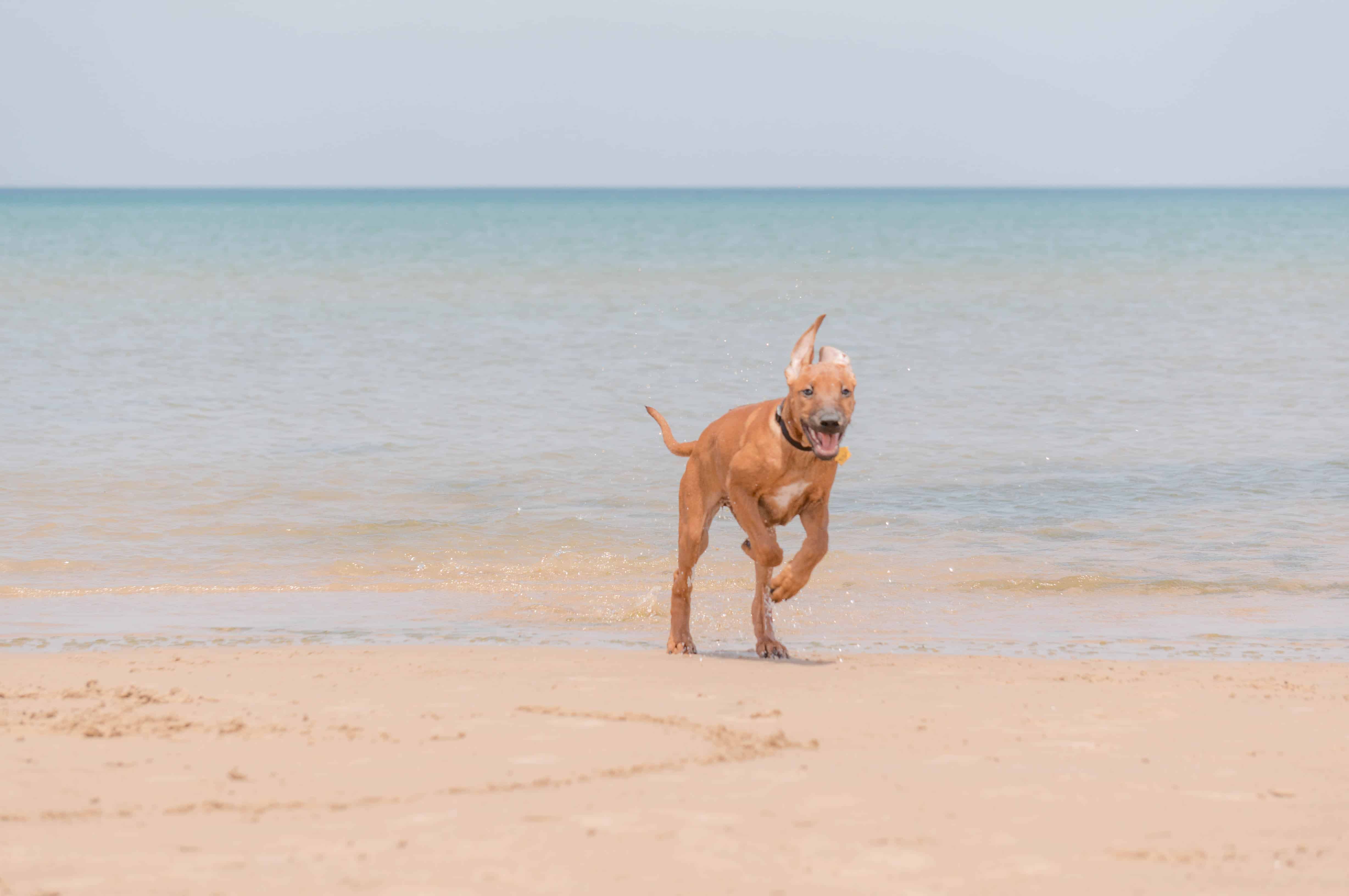 Rhodesian Ridgeback, puppy, dog beach, marking our territory, blog, adventure, chicago