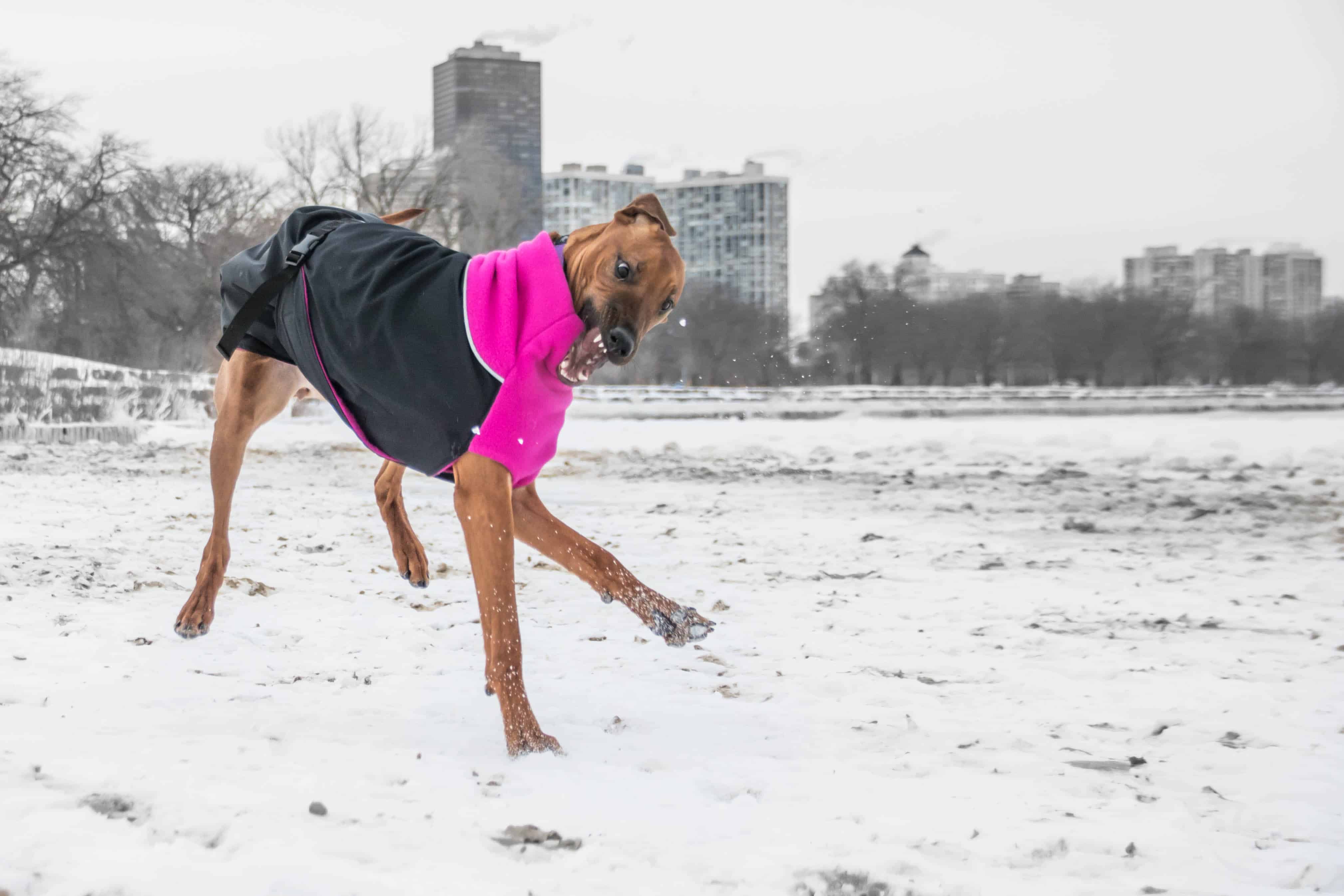 Rhodesian Ridgeback, chicago, puppy, adventure, dogs, marking our territory,  dog beach, montrose beach