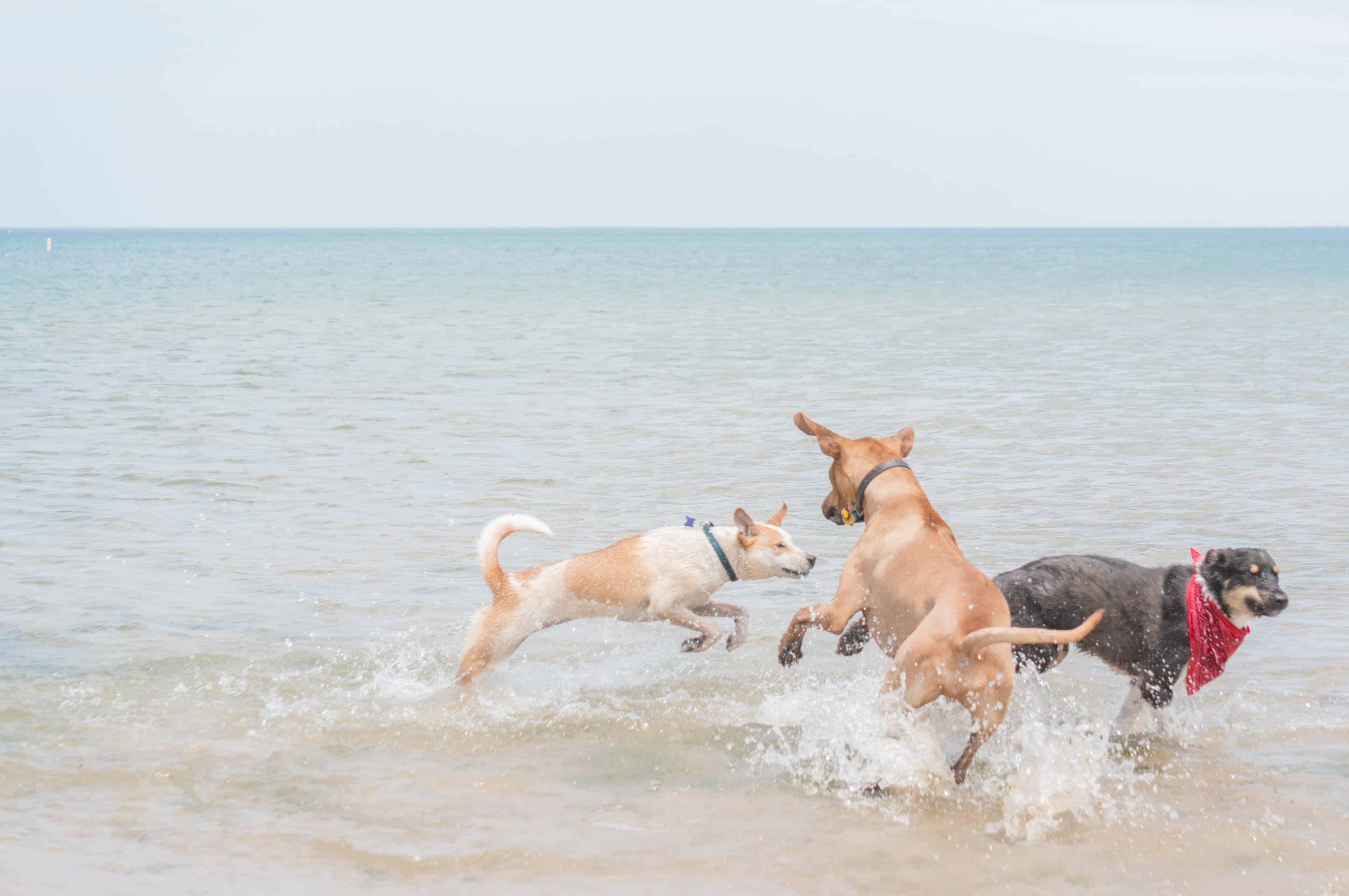 Rhodesian Ridgeback, puppy, dog beach, marking our territory, blog, adventure, chicago
