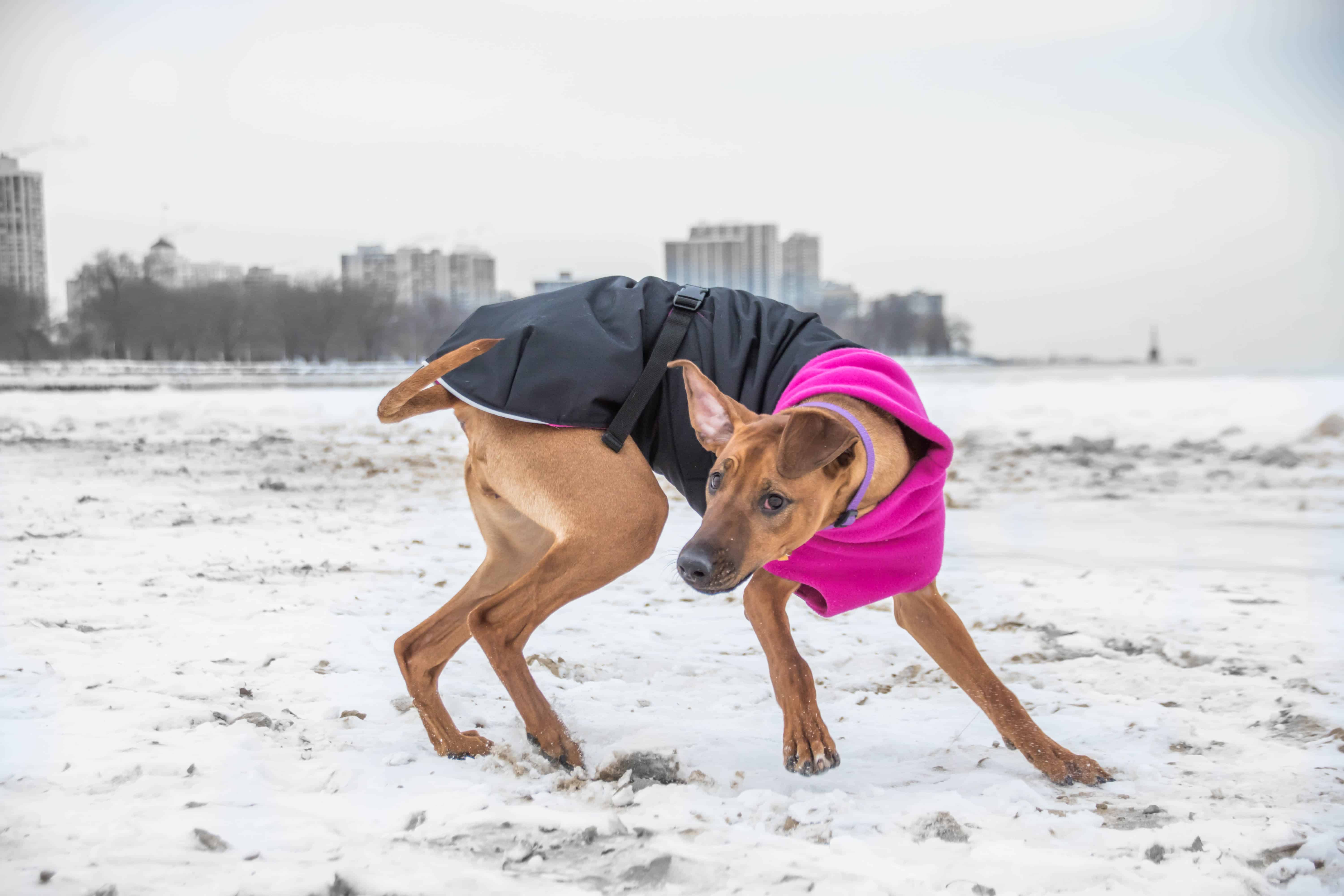 Rhodesian Ridgeback, chicago, puppy, adventure, dogs, marking our territory,  dog beach, montrose beach