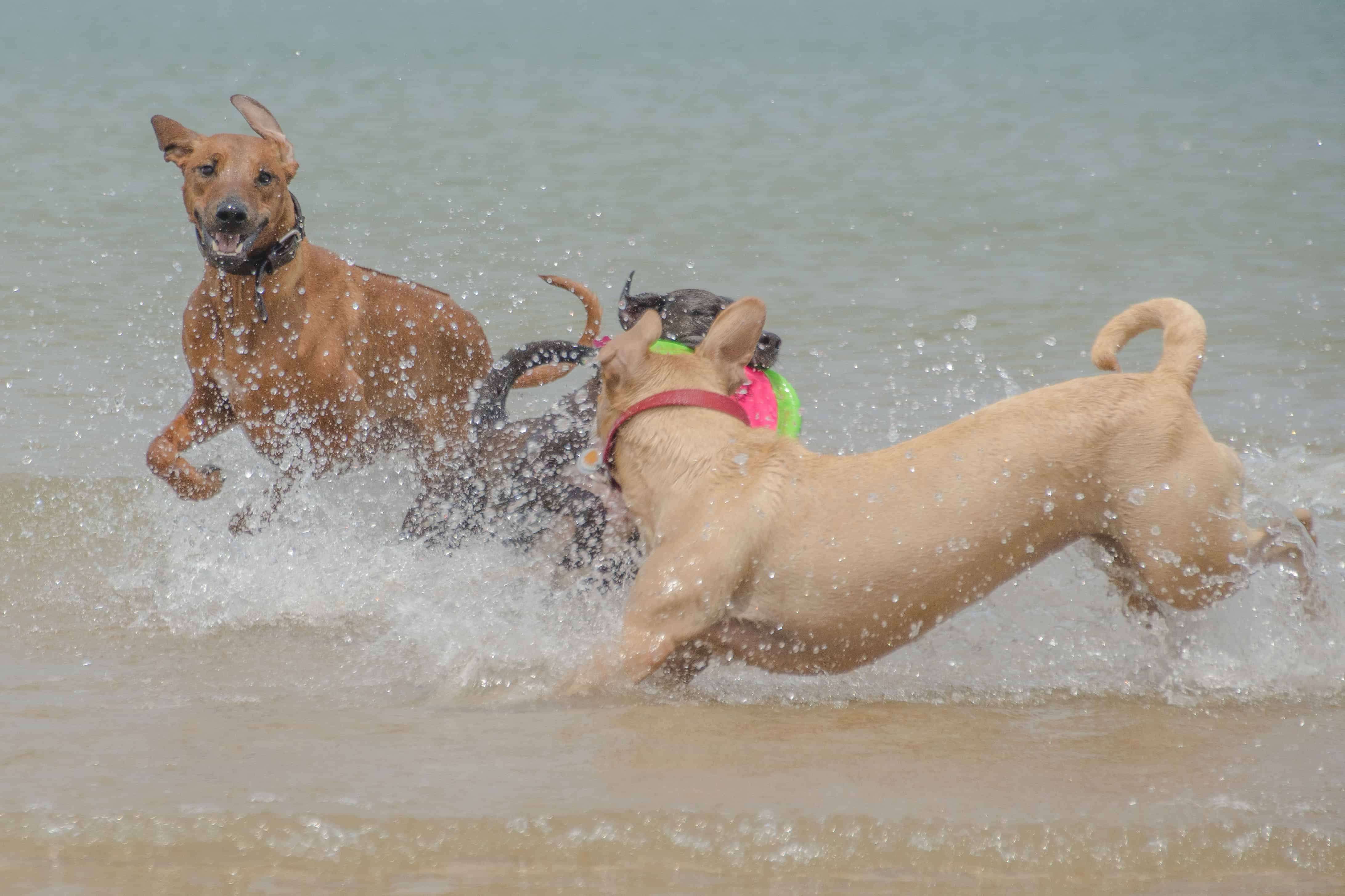 Rhodesian Ridgeback, puppy, montrose dog beach, chicago, adventure