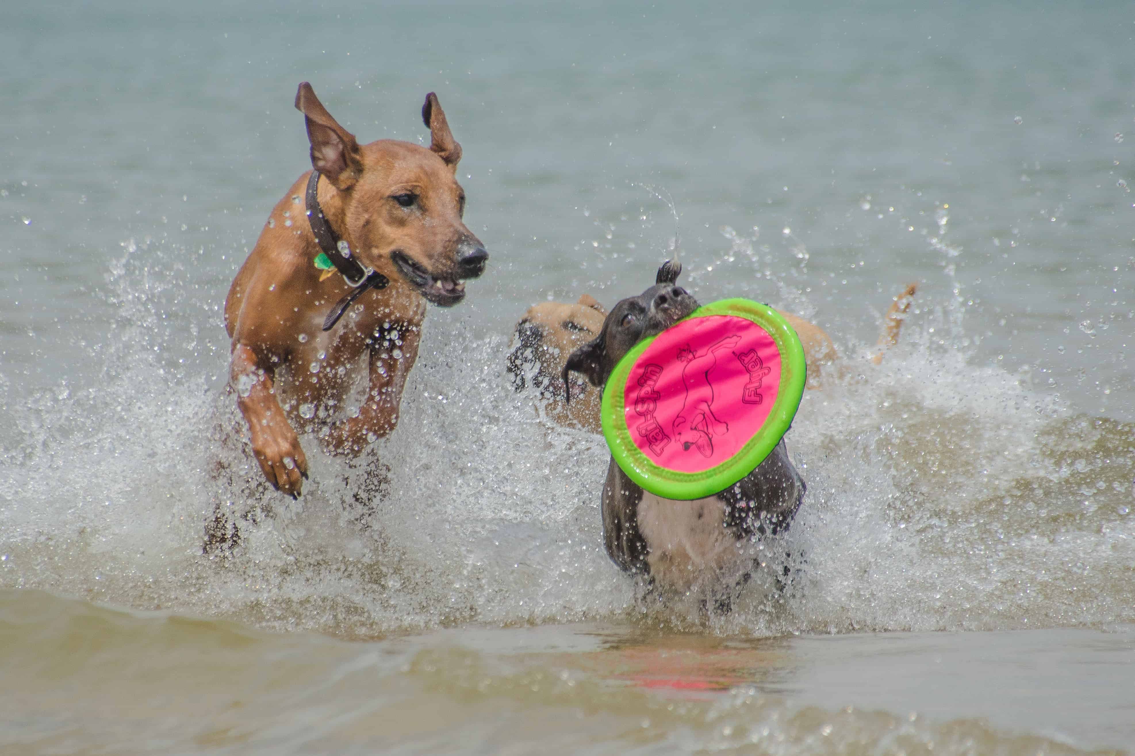 Rhodesian Ridgeback, puppy, montrose dog beach, chicago, adventure