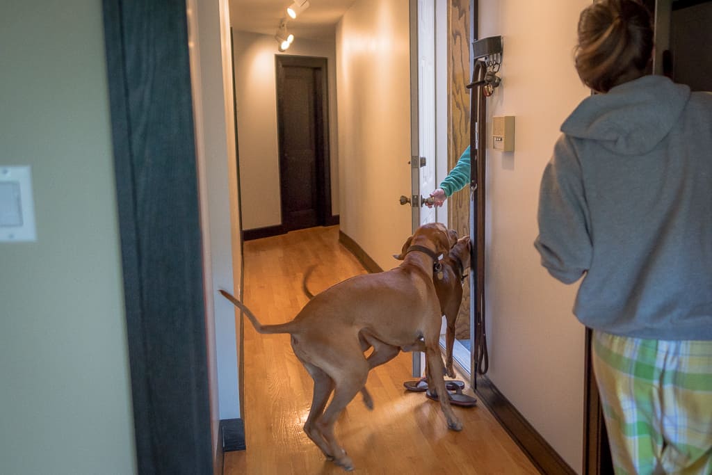 Rhodesian Ridgeback, blog, chicago, cute, puppy