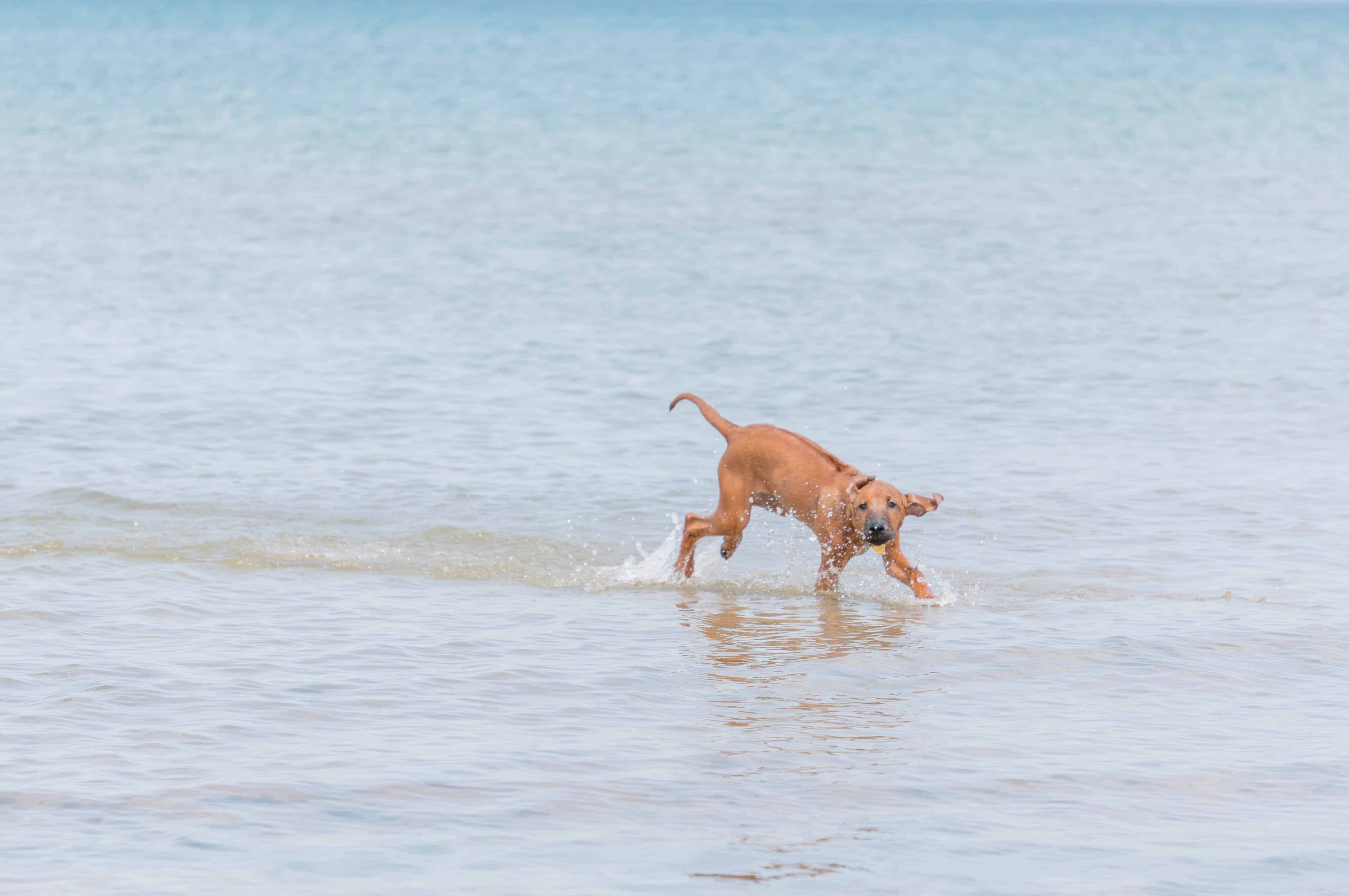 Rhodesian Ridgeback, puppy, dog beach, marking our territory, blog, adventure, chicago