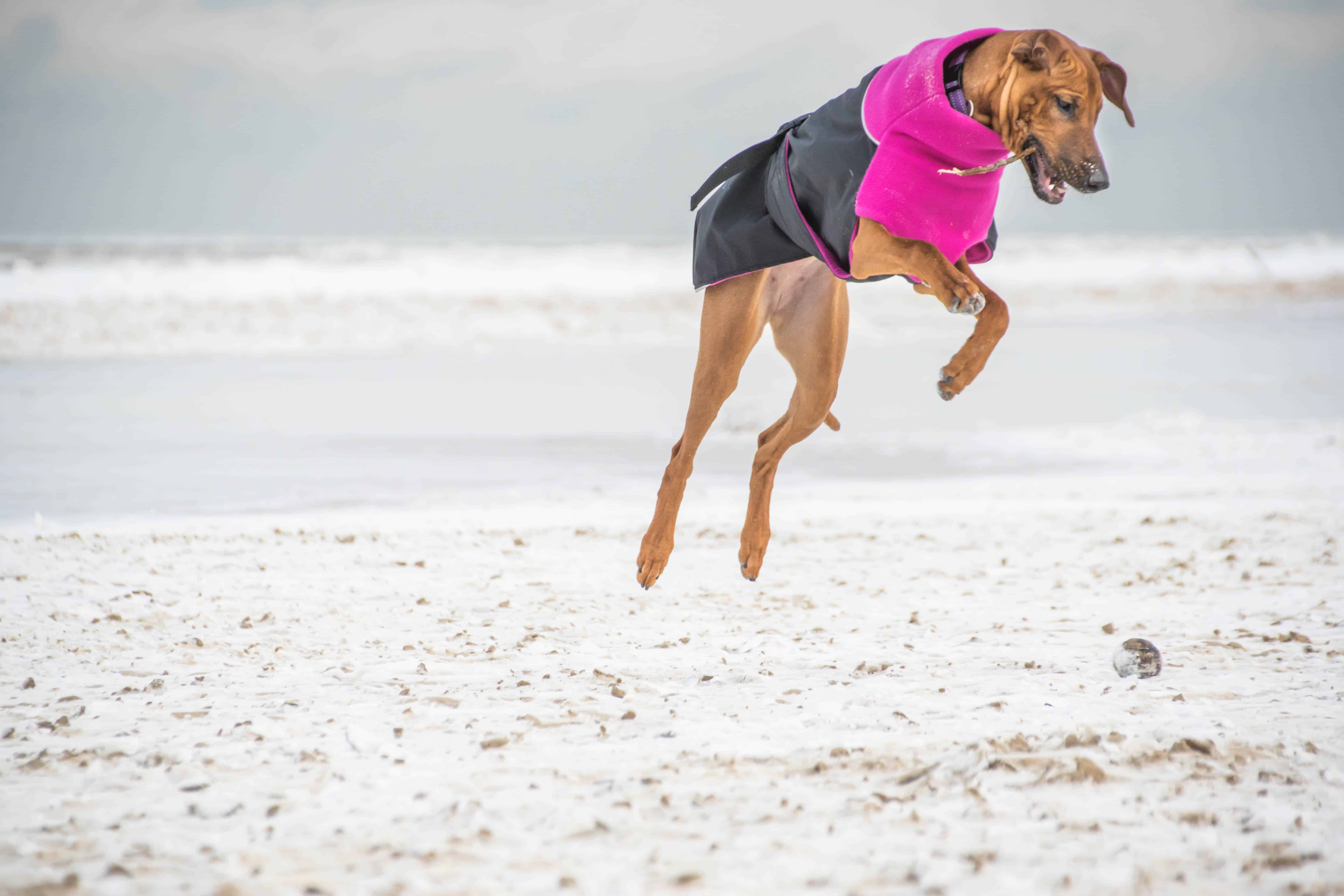 Rhodesian Ridgeback, chicago, puppy, adventure, dogs, marking our territory,  dog beach, montrose beach