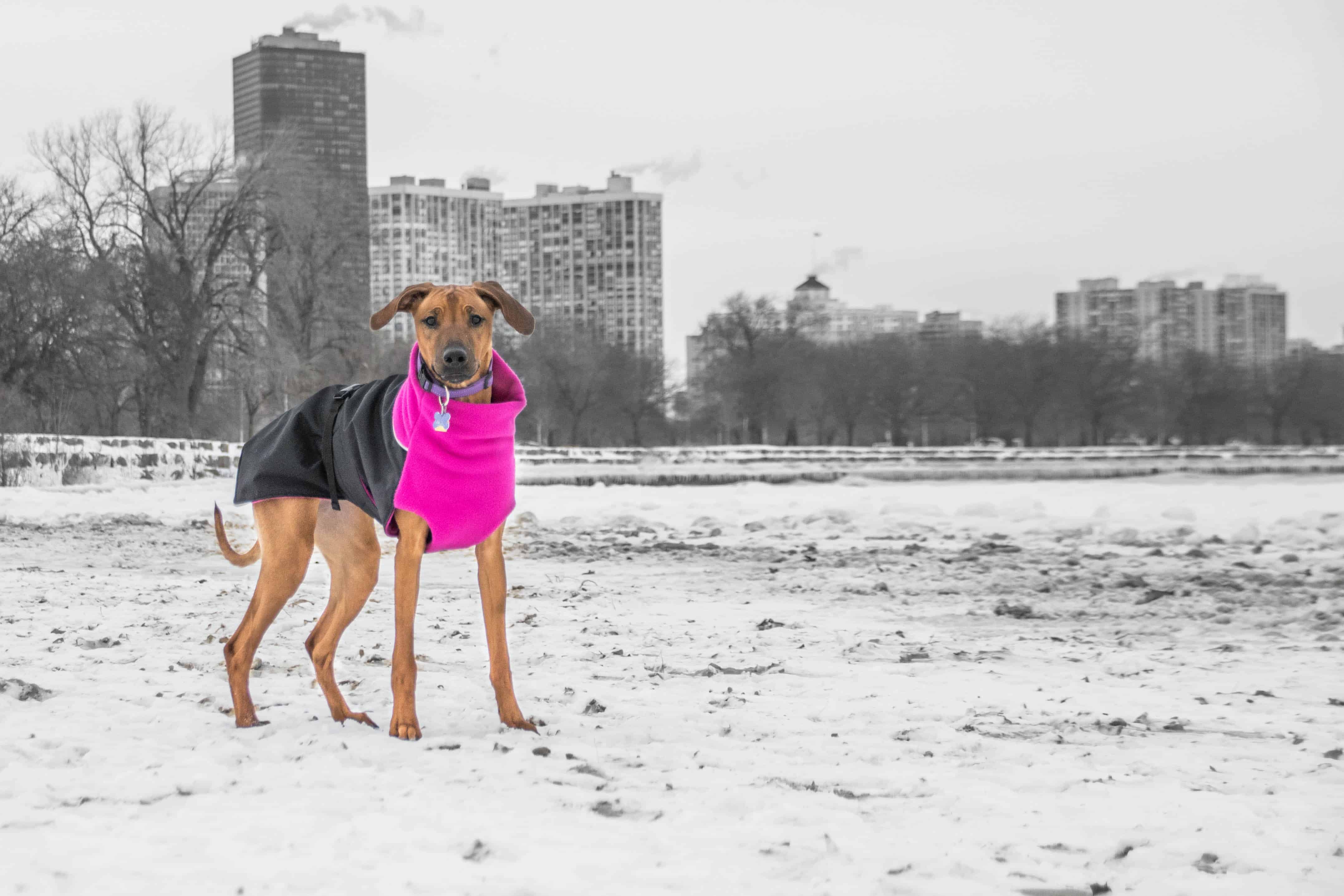 Rhodesian Ridgeback, chicago, puppy, adventure, dogs, marking our territory,  dog beach, montrose beach