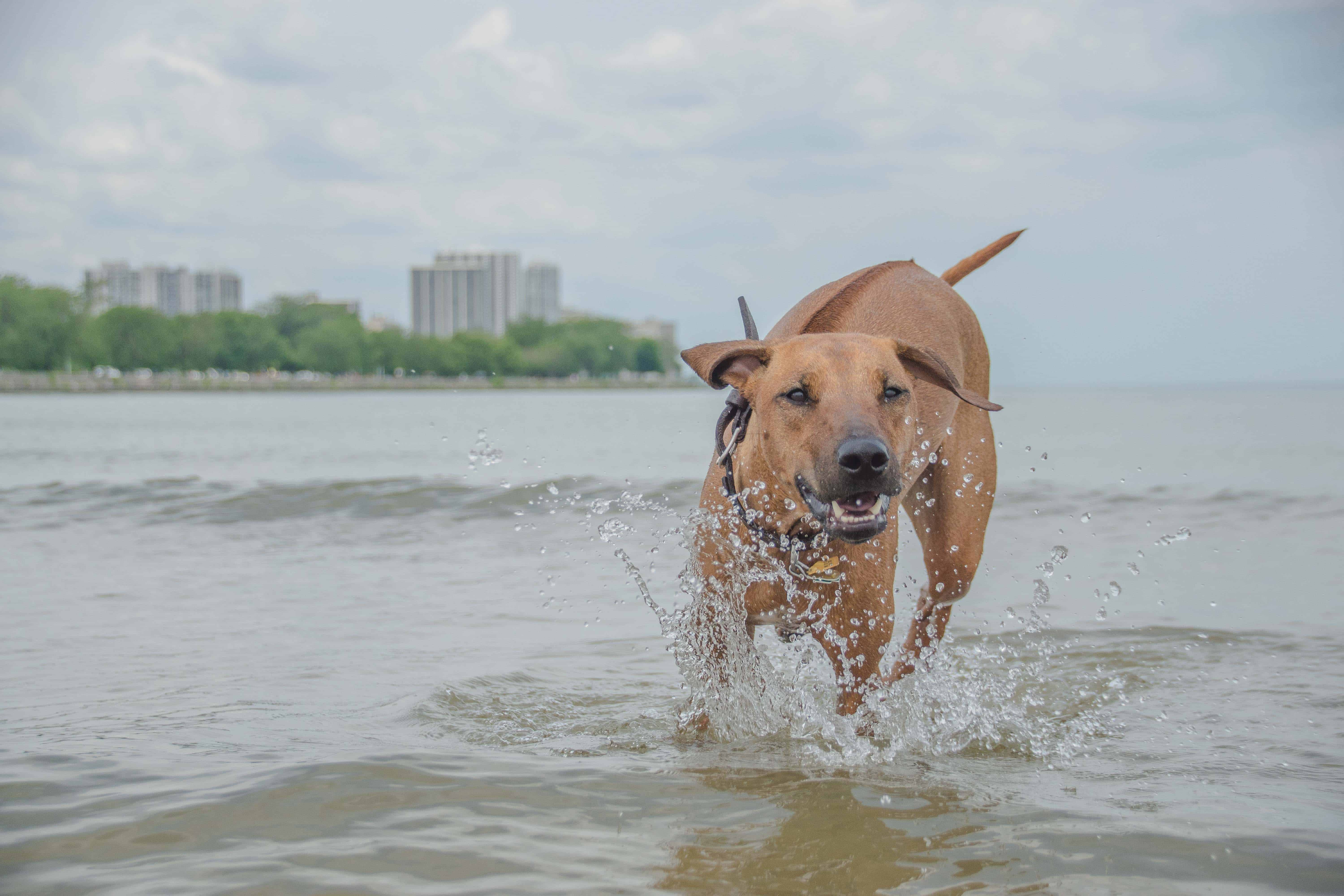 Rhodesian Ridgeback, puppy, montrose dog beach, chicago, adventure