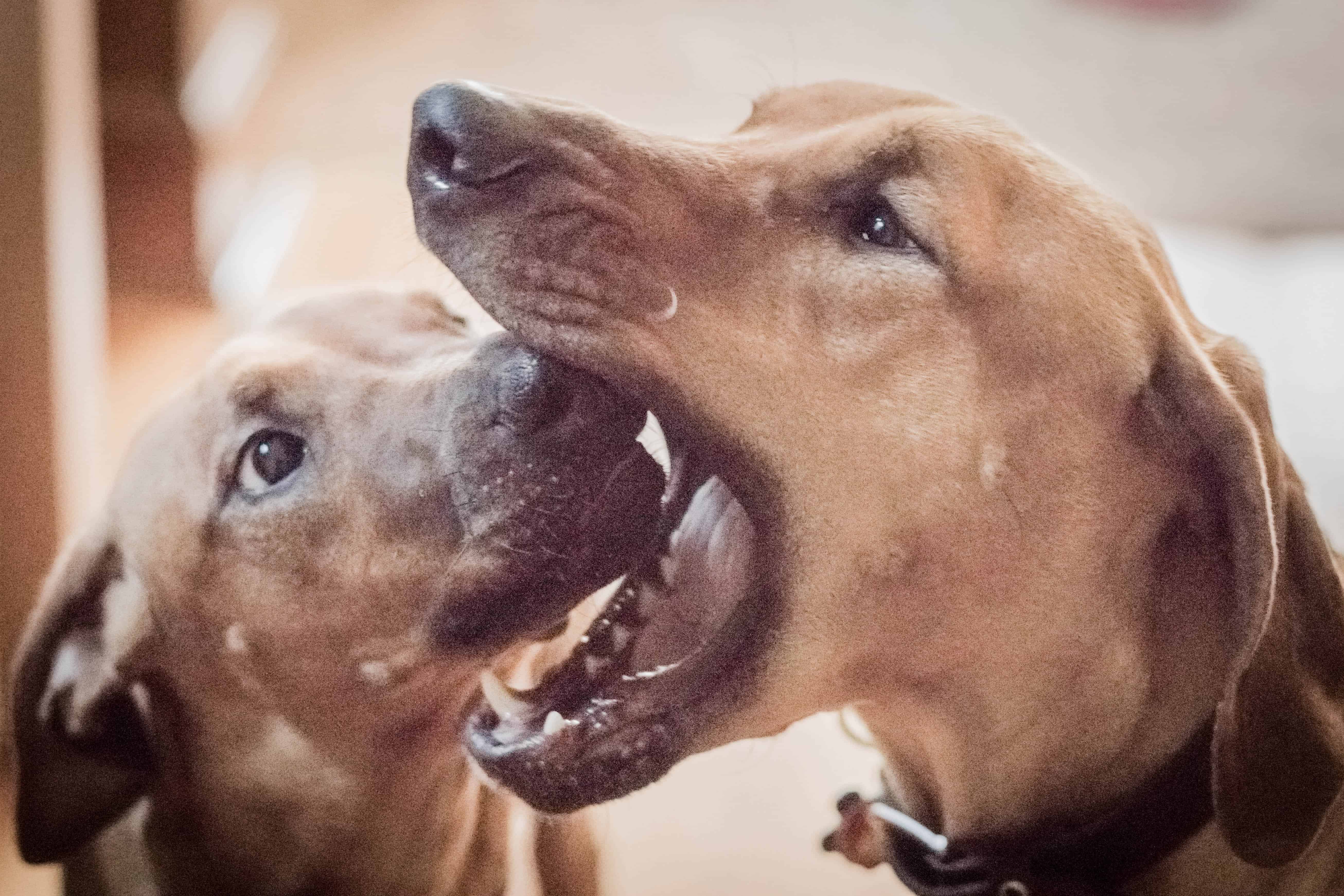 Rhodesian Ridgeback, puppy, photos, marking our territory, chicago